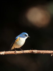 止まり木のルリビタキ