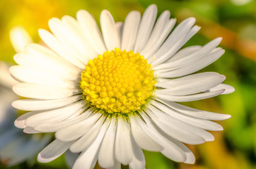 Gänseblümchen