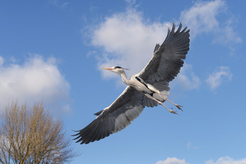 Grey Heron, Ardea cinerea
