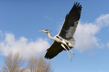 Obraz premium Grey Heron, Ardea cinerea