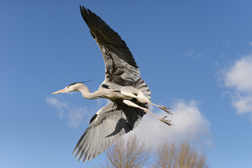 Obraz premium Grey Heron, Ardea cinerea