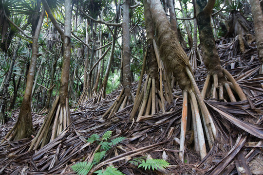 Vacoas &agrave; l'&icirc;le de la R&eacute;union