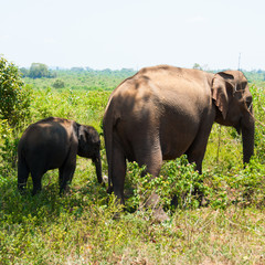 Fototapeta premium Eephant