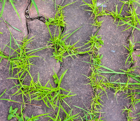 grass and sidewalk