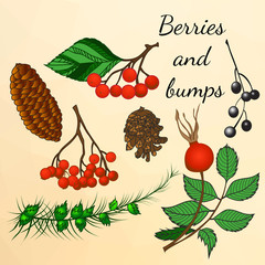 Set of forest berries and bumps in autumn style. Watercolor