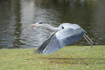 Grey Heron, Ardea cinerea