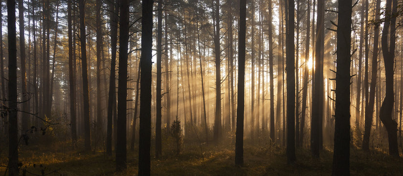 Fototapeta Sunrise in forest