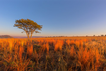 Red and yellow coloured grass at sunrise