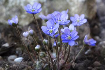 Leberbl&uuml;mchen (Hepatica nobilis), Nahaufnahme