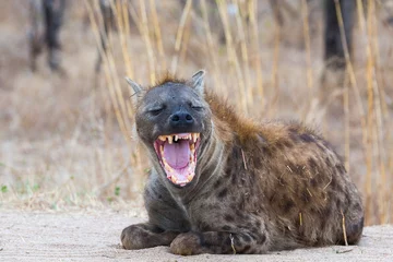 Deurstickers Lachende hyena © hannesthirion
