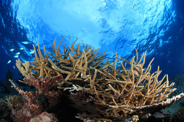 Beautiful coral and water surface