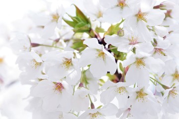 オオシマザクラのアップ