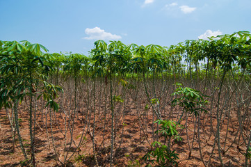 Fototapeta na wymiar Cassava or manioc plant field in thailand.