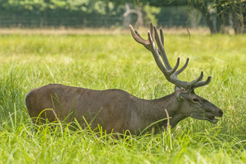 Red deer