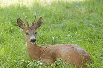 Roe deer