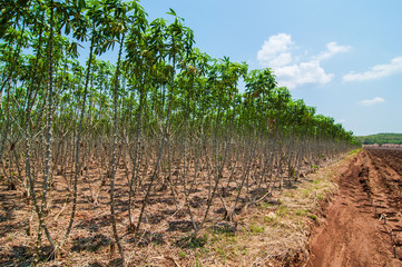 Cassava or manioc plant field in thailand.