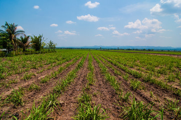 Fototapeta na wymiar Sugarcane field at thailand.with blue sky background.