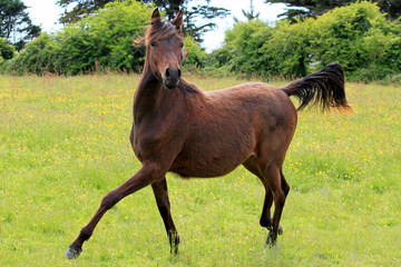 Obraz premium Cheval pur sang arabe