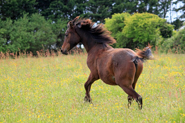 Cheval pur sang arabe