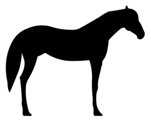 Obraz premium Pferd Silhouette