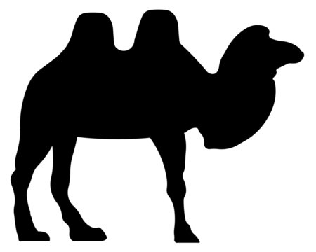 Kamel Silhouette