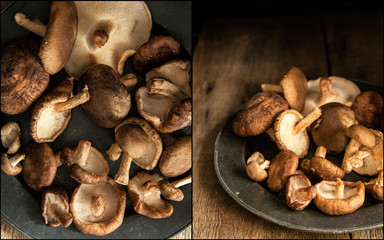 Fototapeta premium Compilation of images of Fresh shiitake mushrooms in moody natur