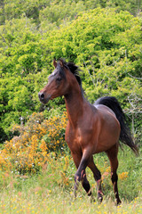 Fototapeta premium Cheval pur sang arabe