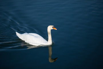 swan on lake