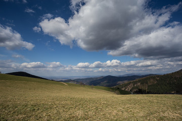 black forest landscape