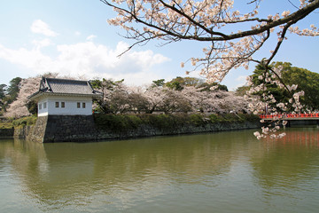 Fototapeta na wymiar 小田原城のお堀と桜