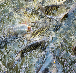 many of wild carp fish