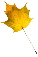 Beautiful golden maple leaf