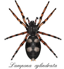 lampona cylindrata, white-tailed spider