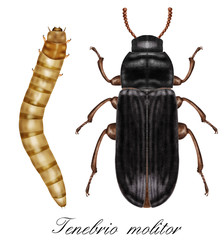 tenebrio molitor, mealworm