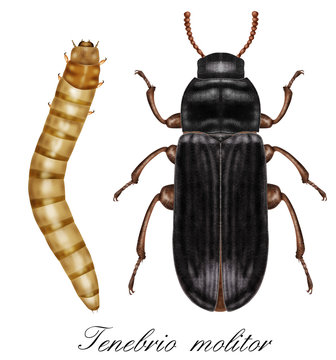 tenebrio molitor, mealworm