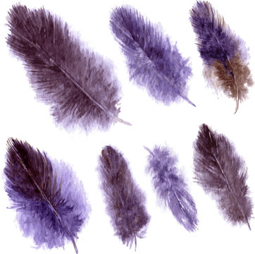 set of violet plumes