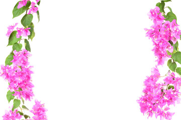 Bougainvillea flower branches half frame isolated on white backg