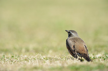 ツグミ-Turdus eunomus