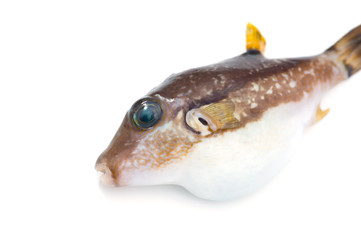 キタマクラ-Canthigaster rivulata