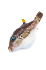 キタマクラ-Canthigaster rivulata