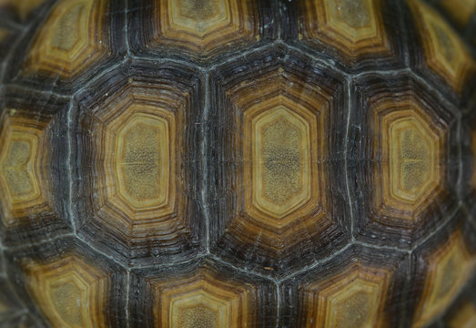 Closeup of a turtle shell.