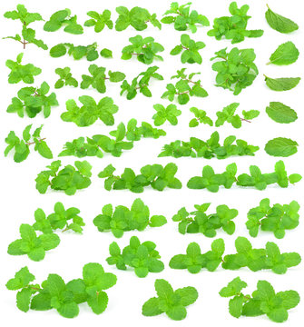 Mint leaf  collection on a white background