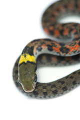 ヤマカガシ-Rhabdophis tigrinus