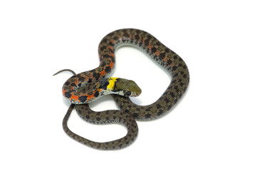 Fototapeta premium ヤ マ カ ガ シ -Rhabdophis tigrinus