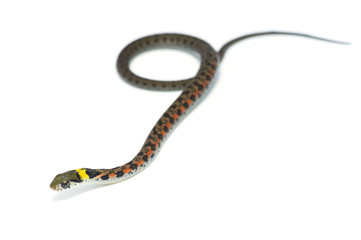 ヤマカガシ-Rhabdophis tigrinus