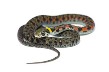 Fototapeta premium ヤマカガシ-Rhabdophis tigrinus