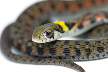 ヤマカガシ-Rhabdophis tigrinus