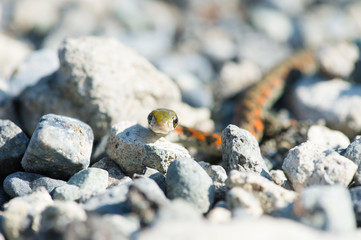 ヤマカガシ-Rhabdophis tigrinus