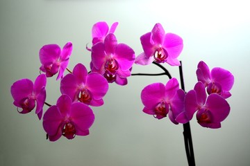 Obraz na płótnie Canvas Beautiful bloom of red fresh orchid flower