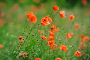 Field of bright red corn poppy flowers